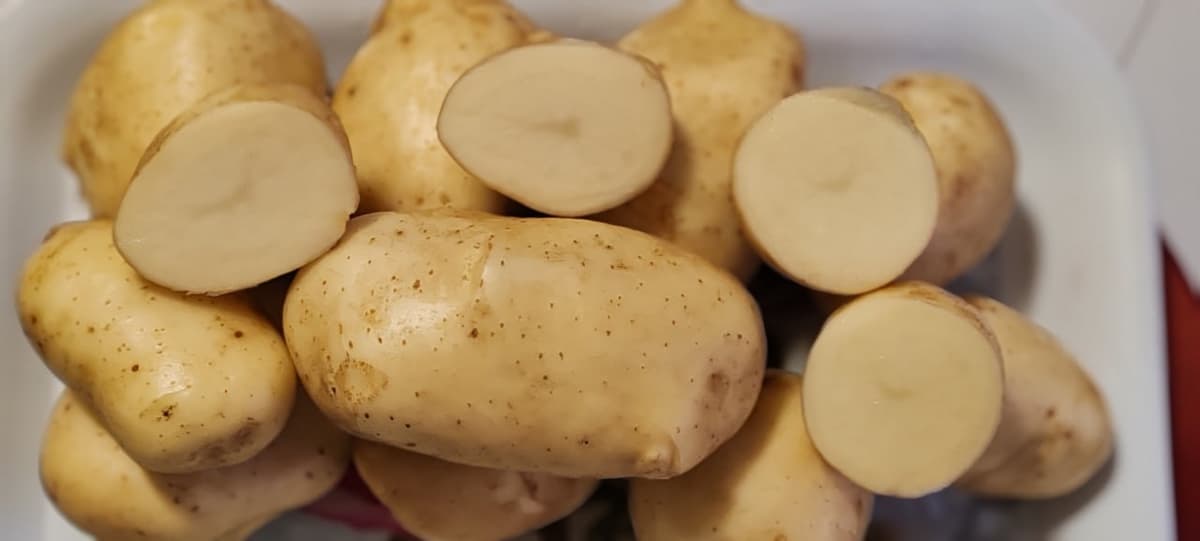 Potato Farm in Gurage arekt farm