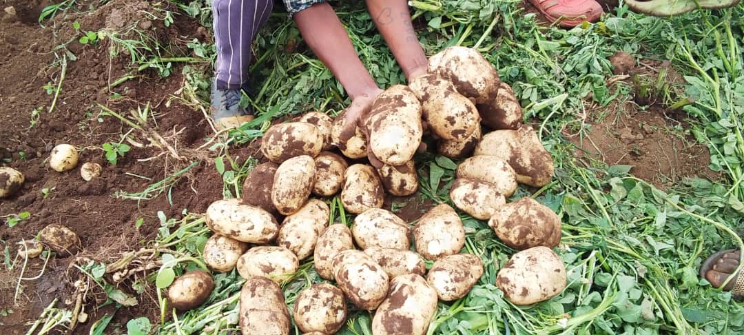 Potato Farm in Gurage arekt farm