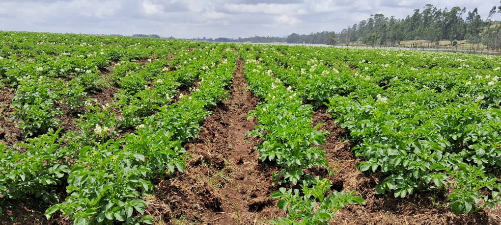 Potato Farm in Gurage arekt farm