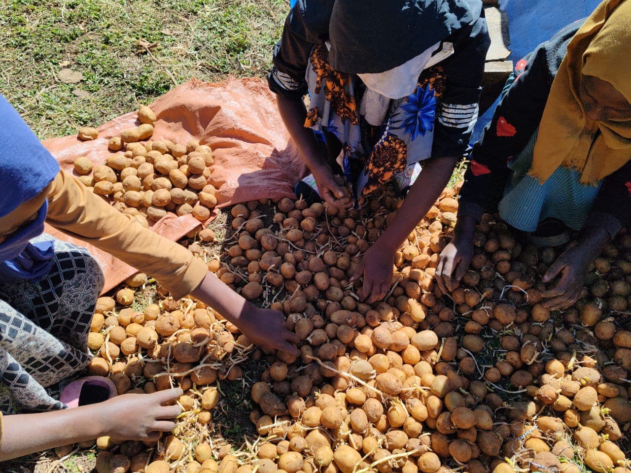 Premium Potato Seeds