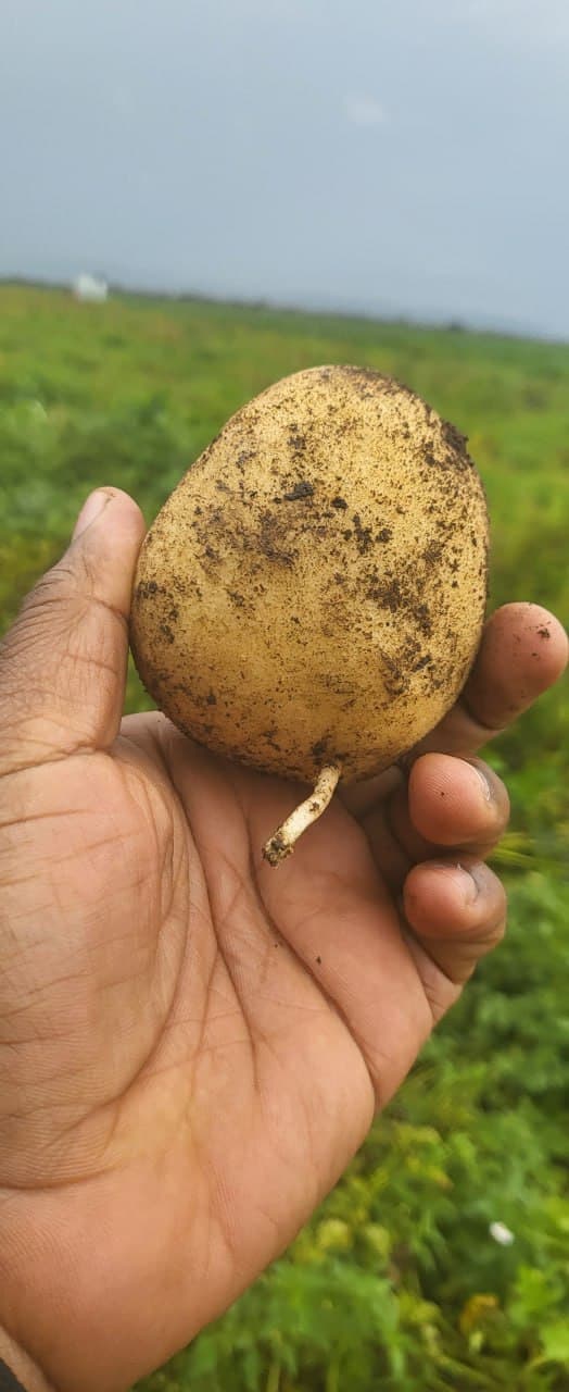 Potato Farm in Gurage arekt farm